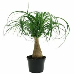 Flash Sale ✨ Costa Farms Ponytail Palm in 6 in. Grower Pot ❤️