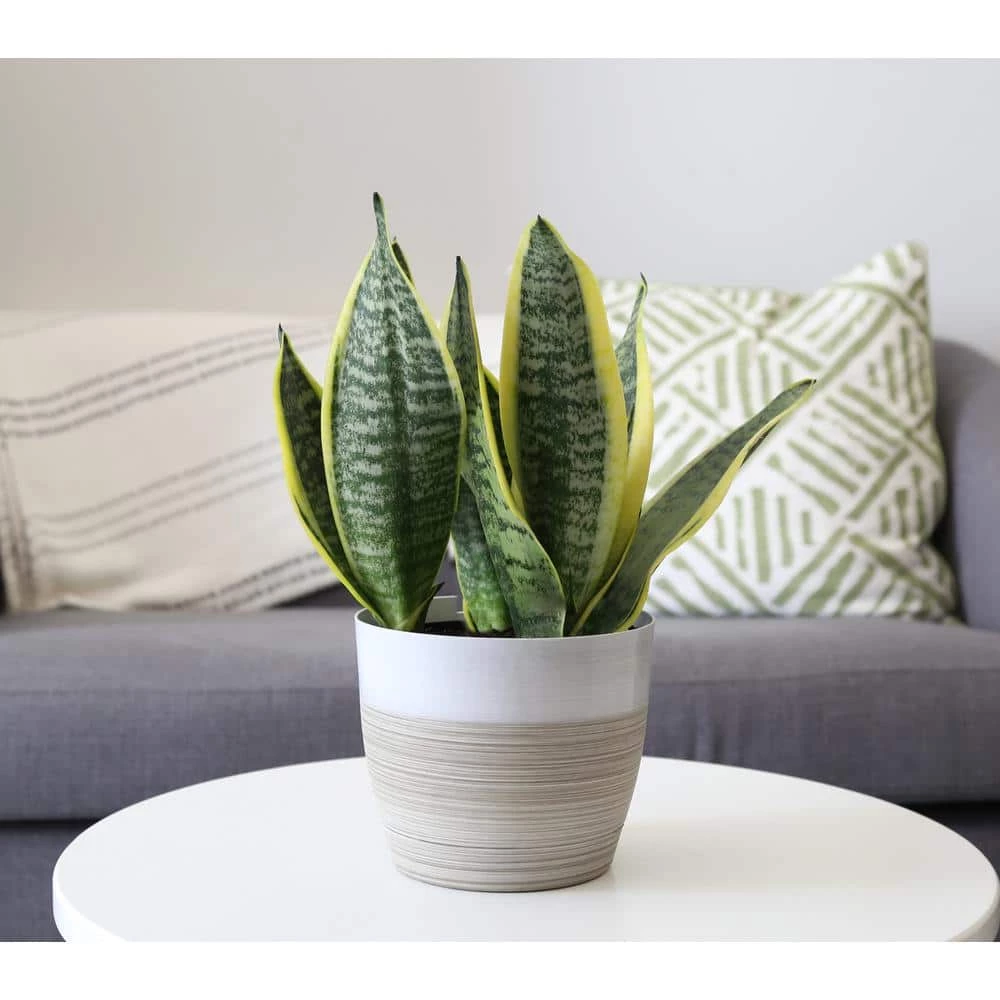 Best Sale 😉 Costa Farms Snake Plant, Sansevieria in 6in Grower Pot, Grower's Choice ❤️ - Image 4