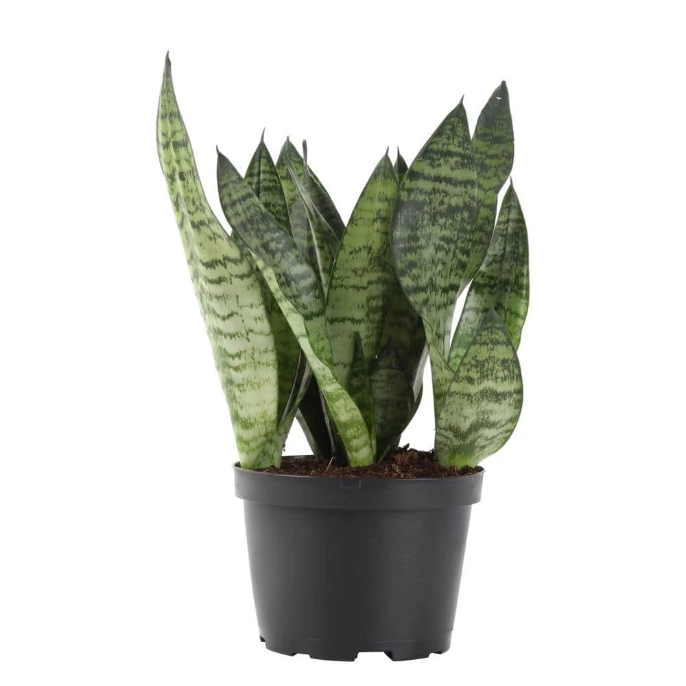 Best Sale 😉 Costa Farms Snake Plant, Sansevieria in 6in Grower Pot, Grower's Choice ❤️