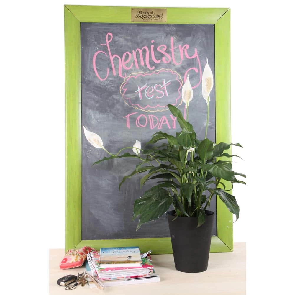 Promo ๐ Costa Farms Spathiphyllum in 6 in. Grower Pot ๐คฉ - Image 4