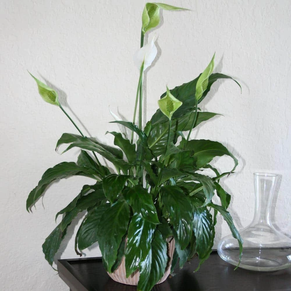 Promo ๐ Costa Farms Spathiphyllum in 6 in. Grower Pot ๐คฉ - Image 7