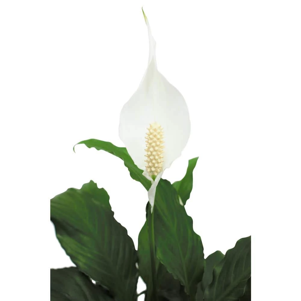 Promo ๐ Costa Farms Spathiphyllum in 6 in. Grower Pot ๐คฉ - Image 5