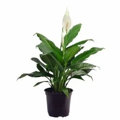 Promo 🔔 Costa Farms Spathiphyllum in 6 in. Grower Pot 🤩