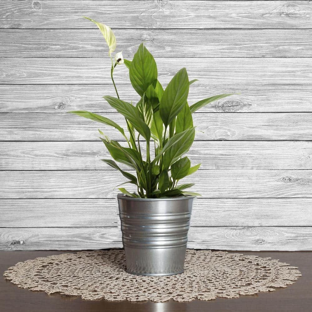 Promo ๐ Costa Farms Spathiphyllum in 6 in. Grower Pot ๐คฉ - Image 2