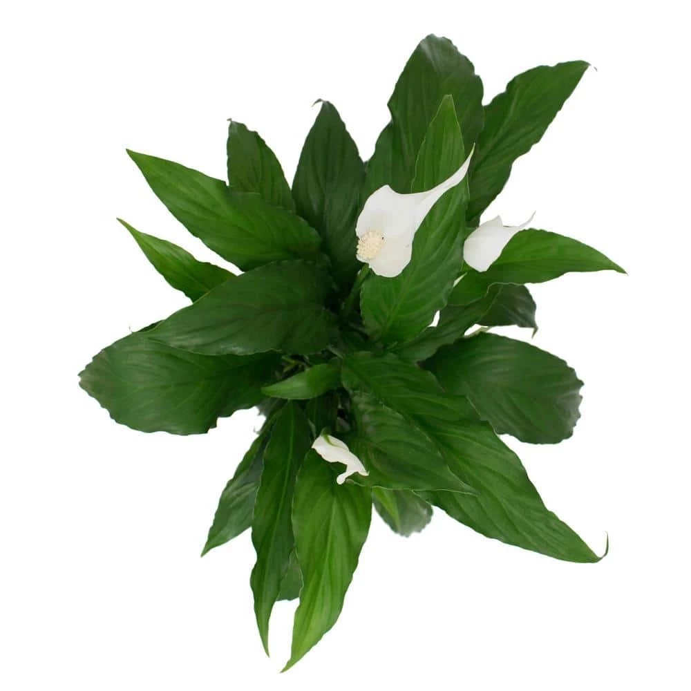 Promo ๐ Costa Farms Spathiphyllum in 6 in. Grower Pot ๐คฉ - Image 6