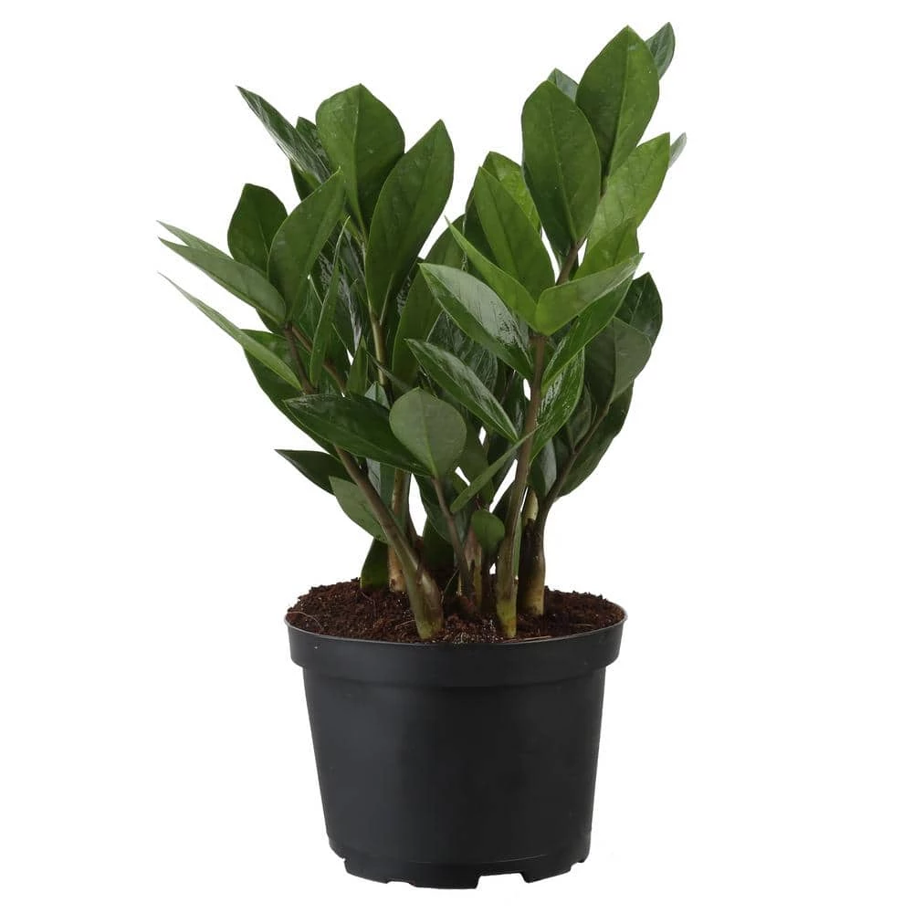 Deals ๐ Costa Farms ZZ Plant in 6 in. Grower Pot โญ