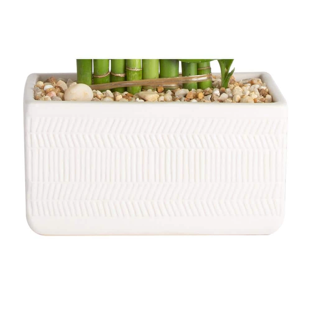 Outlet 👍 Costa Farms Lucky Bamboo Grower's Choice Braid in 5.5 in. White Square Ceramic 👍 - Image 4