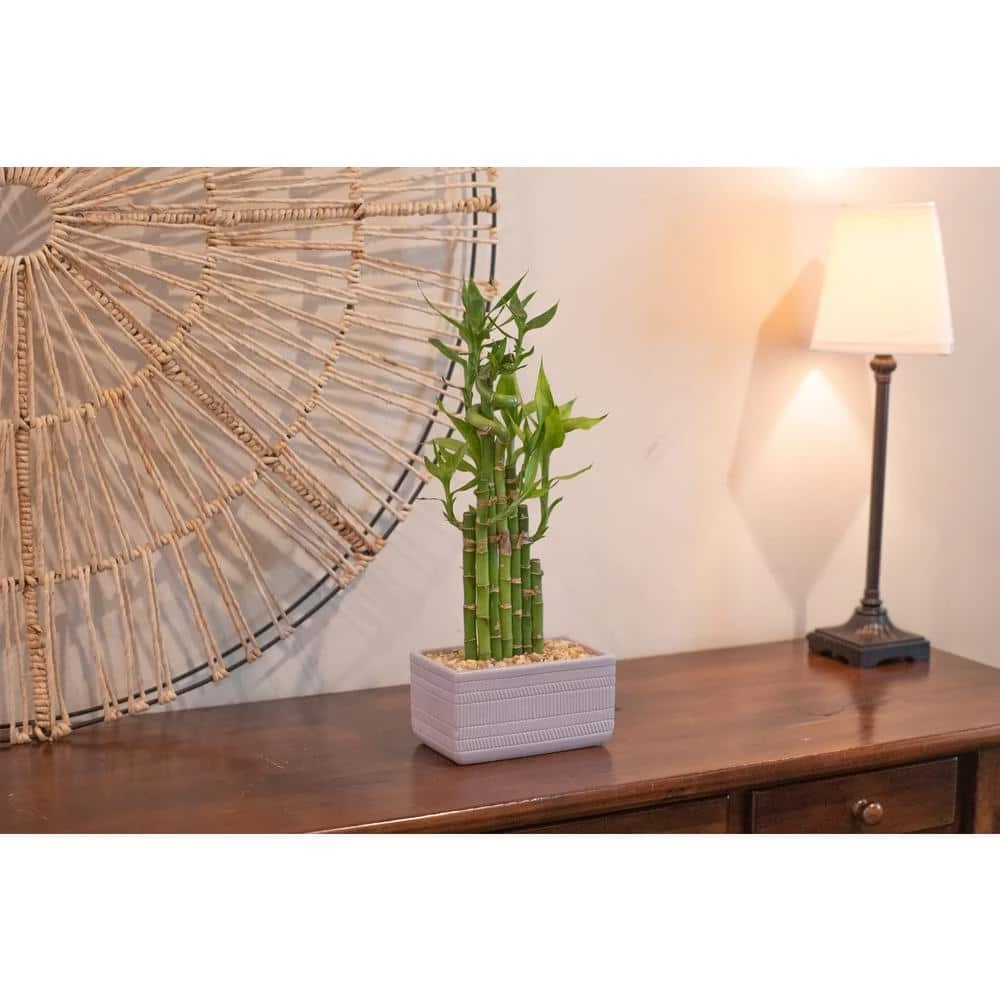 Outlet 👍 Costa Farms Lucky Bamboo Grower's Choice Braid in 5.5 in. White Square Ceramic 👍 - Image 5