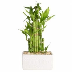 Outlet 👍 Costa Farms Lucky Bamboo Grower's Choice Braid in 5.5 in. White Square Ceramic 👍