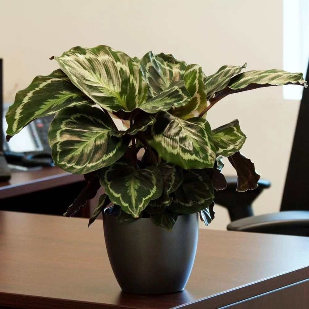Hot Sale ❤️ Costa Farms Grower's Choice Calathea in 6 in. White Mid Century and Stand 🔥 - Image 6