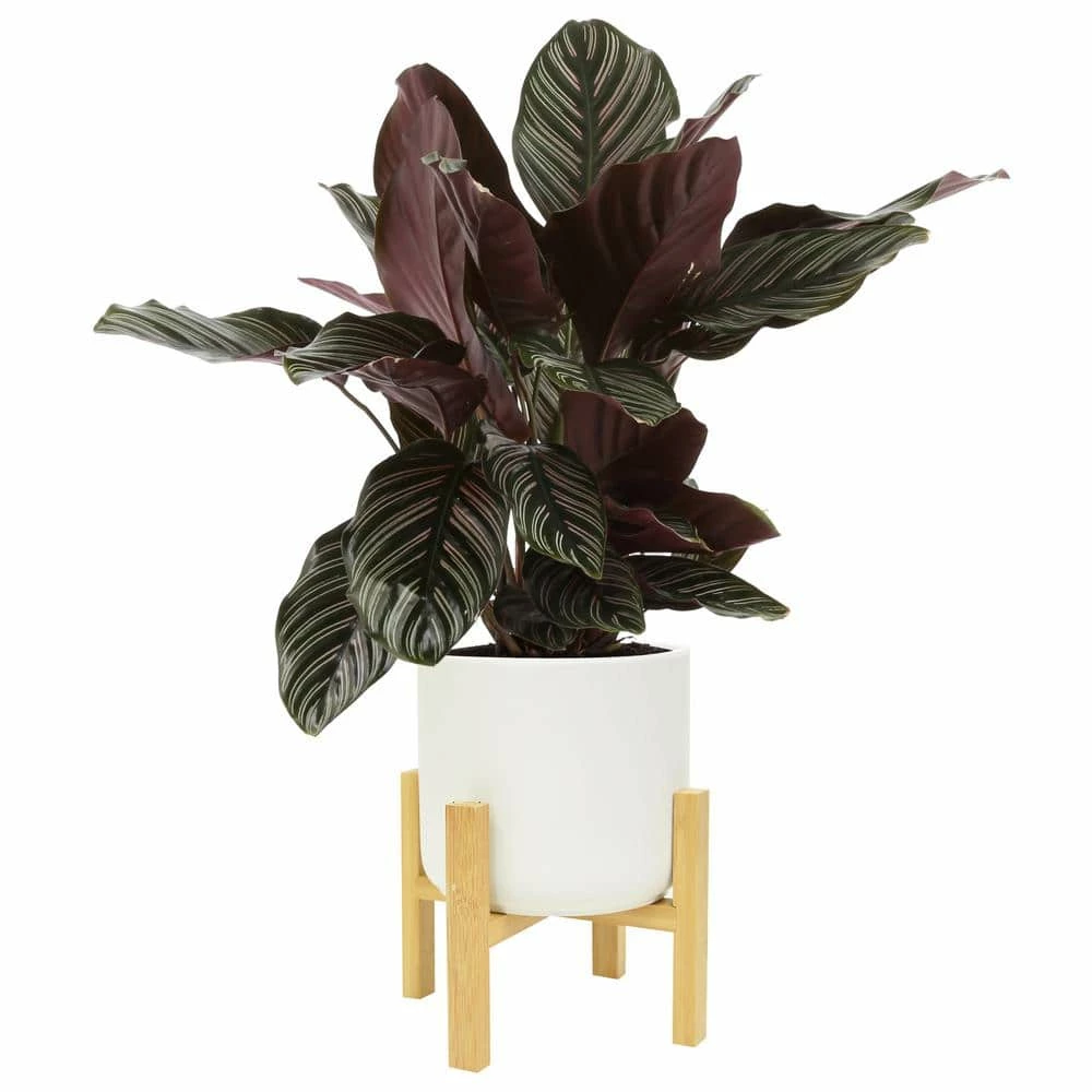 Hot Sale ❤️ Costa Farms Grower's Choice Calathea in 6 in. White Mid Century and Stand 🔥