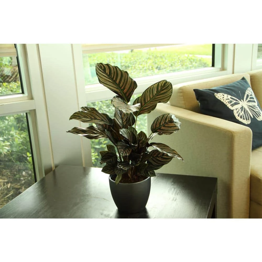 Hot Sale ❤️ Costa Farms Grower's Choice Calathea in 6 in. White Mid Century and Stand 🔥 - Image 3