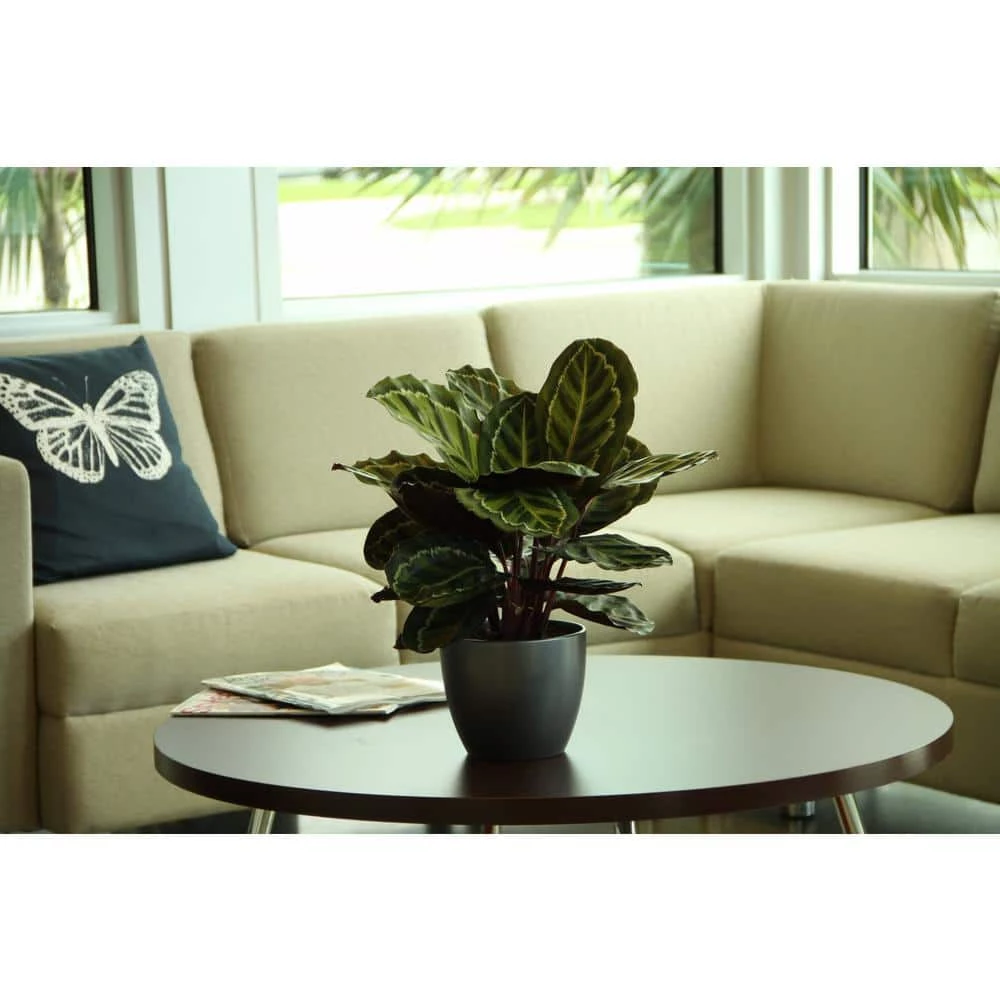 Hot Sale ❤️ Costa Farms Grower's Choice Calathea in 6 in. White Mid Century and Stand 🔥 - Image 5