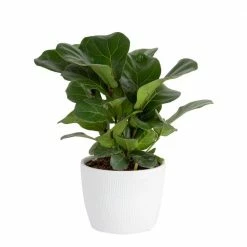 Best deal 🔔 Costa Farms Little Fiddle Leaf Fig in 6in. White Ceramic Planter 🛒