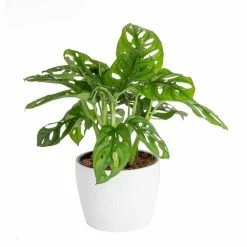 Best reviews of ⭐ Costa Farms Trending Tropicals Little Swiss Monstera Plant in 6 in. Ceramic Pot 🥰