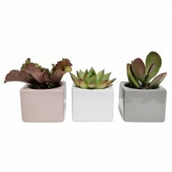Coupon ✨ Costa Farms 2 in. Mini Succulents Plants in Mini Cube Ceramic (3-Pack) ❤️