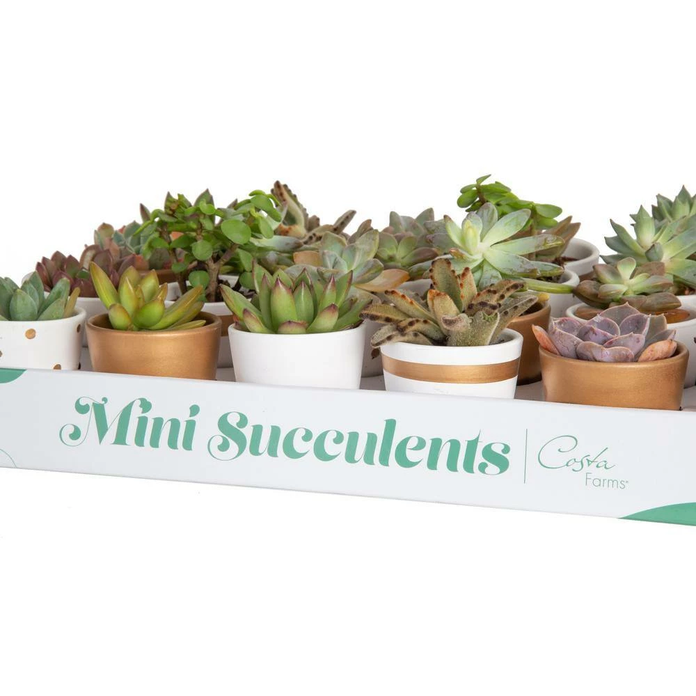 Best reviews of ๐ฏ Costa Farms 2 in. Mini Succulents Plants in Ceramic and Tray (24-Pack) ๐คฉ - Image 6