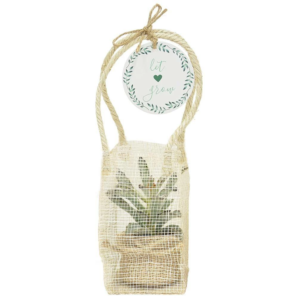 Best reviews of ๐ฏ Costa Farms 2 in. Mini Succulents Plants in Ceramic and Tray (24-Pack) ๐คฉ - Image 10