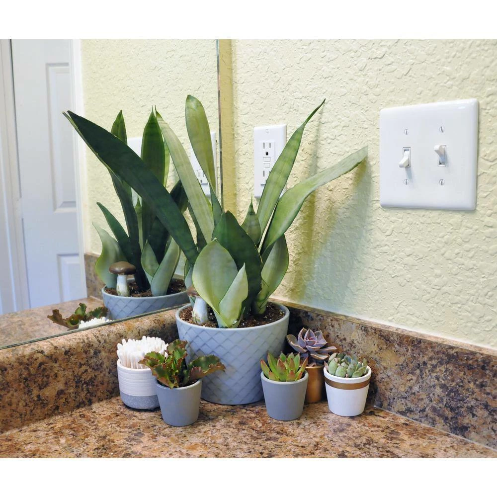 Best reviews of ๐ฏ Costa Farms 2 in. Mini Succulents Plants in Ceramic and Tray (24-Pack) ๐คฉ - Image 5