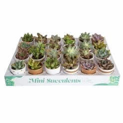 Best reviews of 💯 Costa Farms 2 in. Mini Succulents Plants in Ceramic and Tray (24-Pack) 🤩