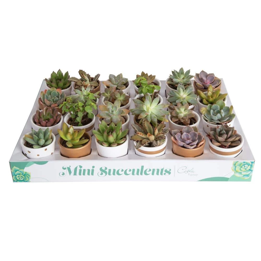 Best reviews of ๐ฏ Costa Farms 2 in. Mini Succulents Plants in Ceramic and Tray (24-Pack) ๐คฉ
