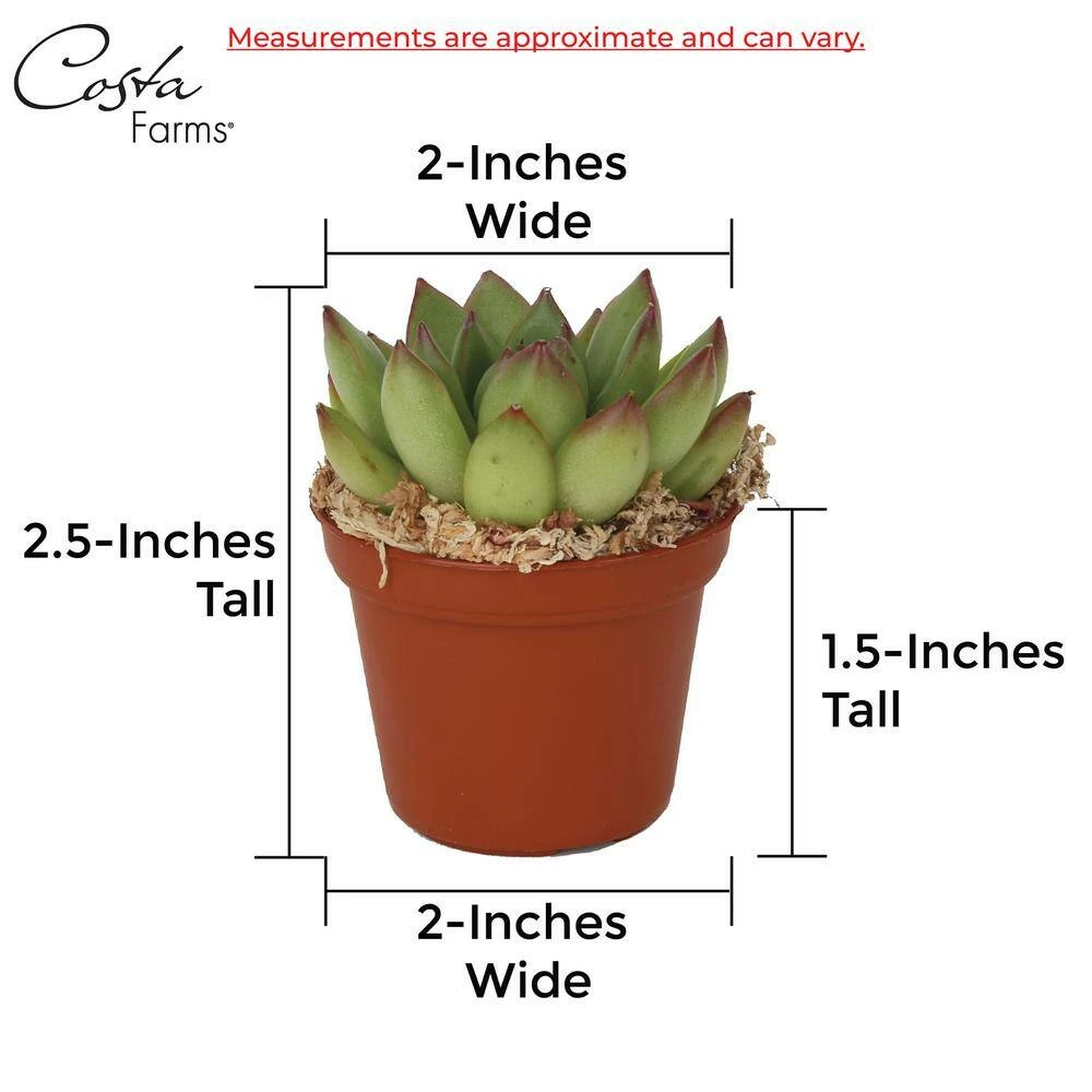 Best reviews of ๐ฏ Costa Farms 2 in. Mini Succulents Plants in Ceramic and Tray (24-Pack) ๐คฉ - Image 9