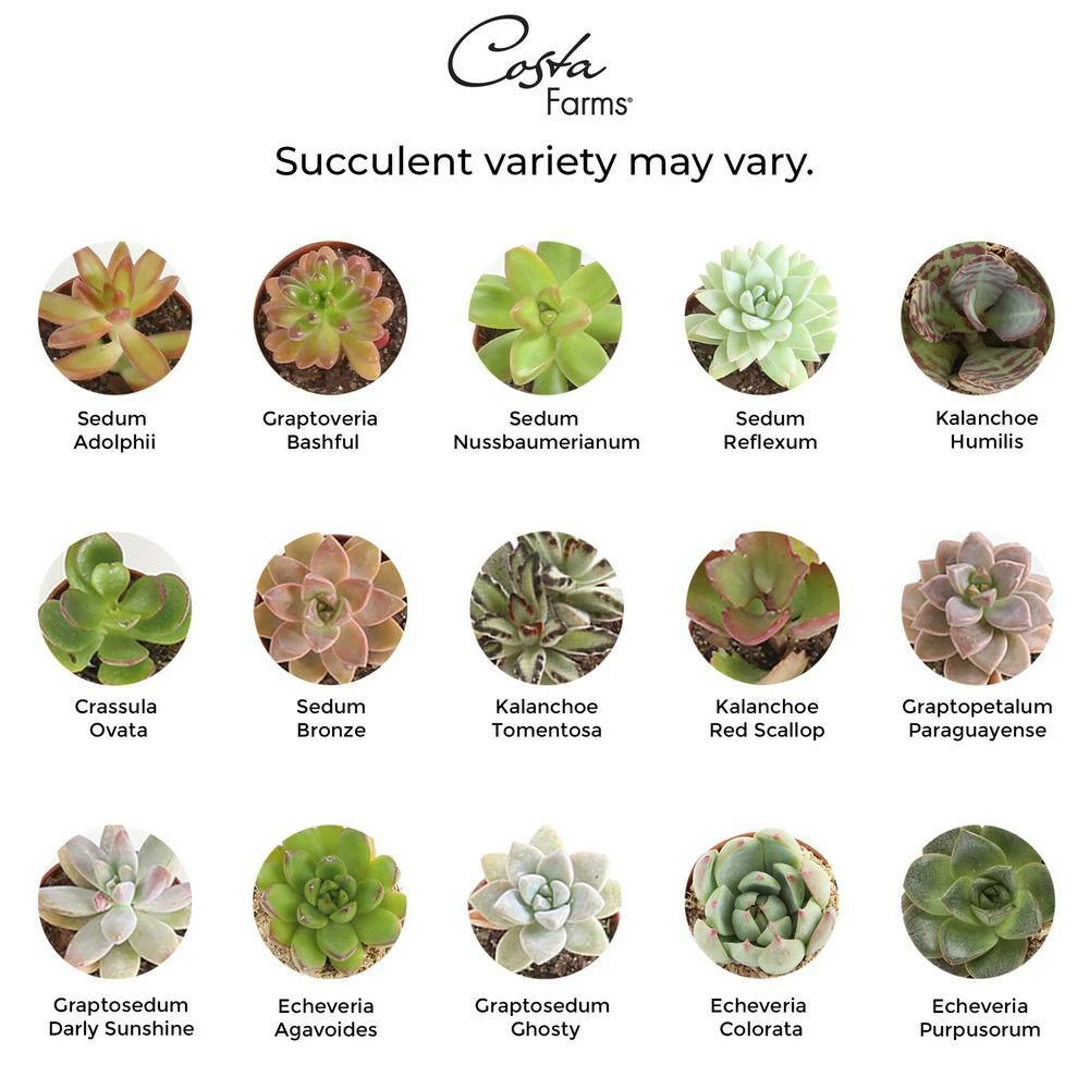 Best reviews of ๐ฏ Costa Farms 2 in. Mini Succulents Plants in Ceramic and Tray (24-Pack) ๐คฉ - Image 2