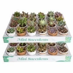 New 😀 Costa Farms 2 in. Mini Succulents Plants in Ceramic and Tray (48-Pack) 🧨