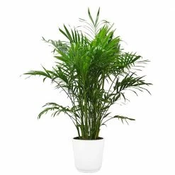 Best Pirce 👏 Costa Farms Cateracterum Palm (Cat Palm) in 9.25 in. White Paradise Planter 🎁