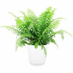 Flash Sale ✔️ Costa Farms Macho Fern in 9.25 in. White Paradise Planter 🤩