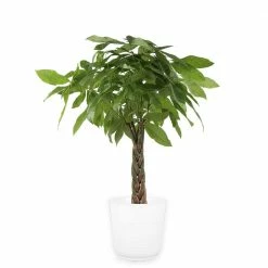Flash Sale ⭐ Costa Farms 10 in. Pachira Braid, Money Tree Plant in Paradise Planter ✔️