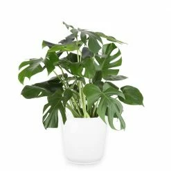 Deals 👏 Costa Farms 10 in. Monstera in Paradise Planter 🌟