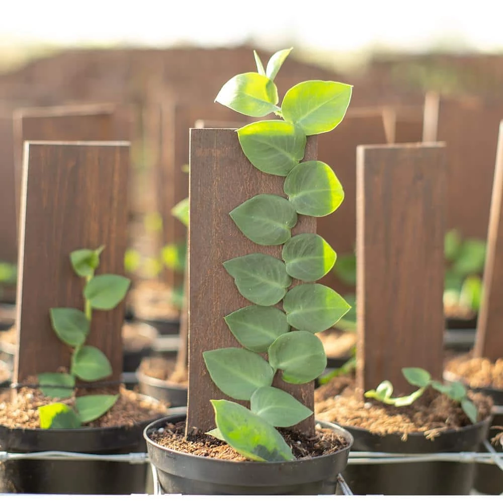 Brand new ⌛ Costa Farms Trending Tropicals 6 in. Shingle Plant Rhaphidophora hayi Plant in White Pot 🛒 - Image 4