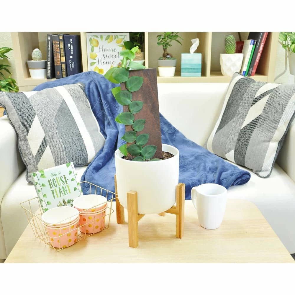 Brand new ⌛ Costa Farms Trending Tropicals 6 in. Shingle Plant Rhaphidophora hayi Plant in White Pot 🛒 - Image 5