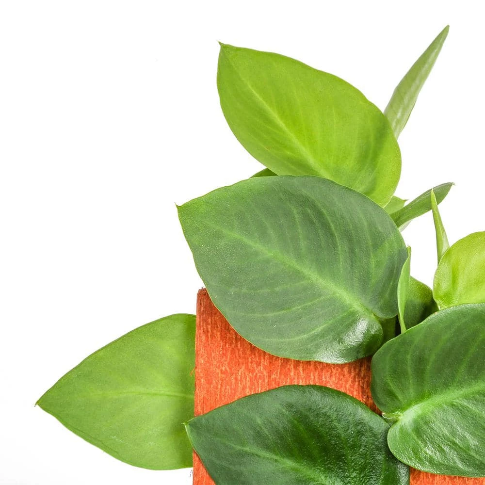 Brand new ⌛ Costa Farms Trending Tropicals 6 in. Shingle Plant Rhaphidophora hayi Plant in White Pot 🛒 - Image 3