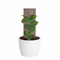 Brand new ⌛ Costa Farms Trending Tropicals 6 in. Shingle Plant Rhaphidophora hayi Plant in White Pot 🛒