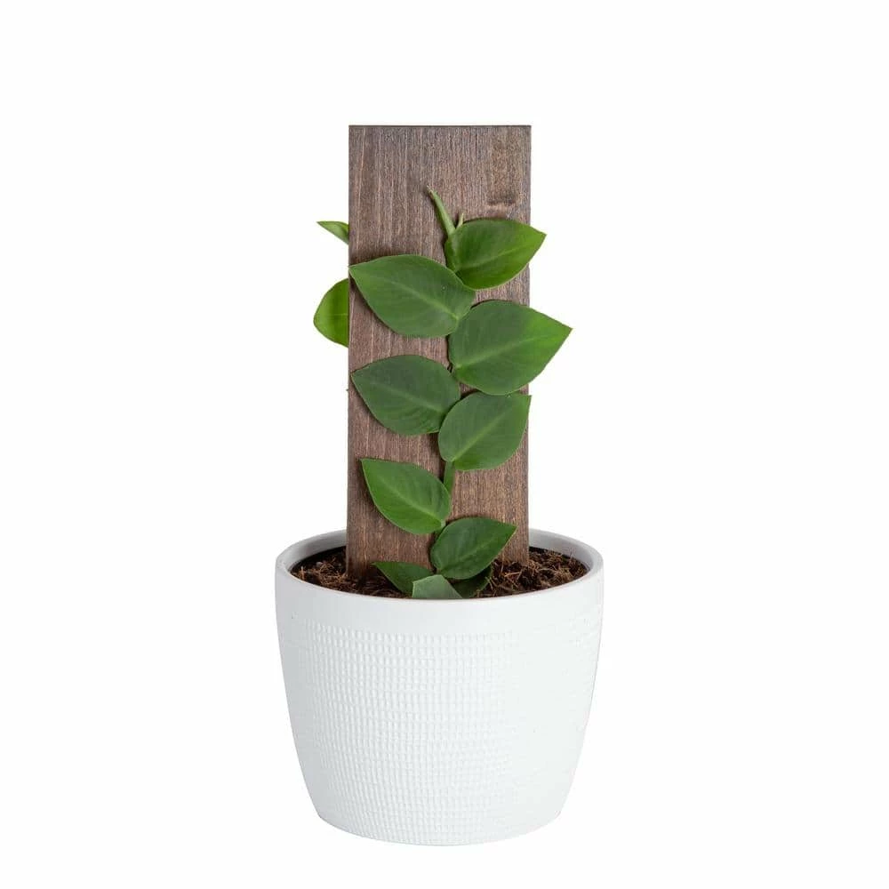 Brand new ⌛ Costa Farms Trending Tropicals 6 in. Shingle Plant Rhaphidophora hayi Plant in White Pot 🛒