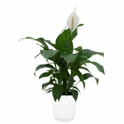 Deals 😀 Costa Farms Spathiphyllum Plant in 9.25 in. White Paradise Planter 👍
