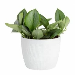 Flash Sale π€© Costa Farms Trending Tropicals Sterling Silver Plant in 6 in. White CeramicΒ Pot π