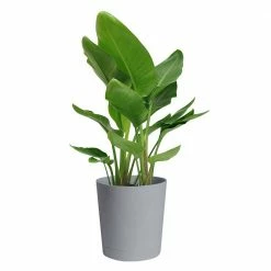 Discount 🧨 Costa Farms Bird of Paradise Plant in 10 in. Gray Planter 🔔