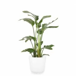 Best Pirce 👏 Costa Farms 10 in. White Bird in Paradise Planter 🛒