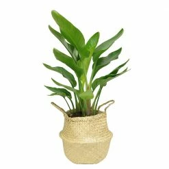 Buy 🥰 Costa Farms 9.25 in. White Bird Plant in Natural Decor Basket 🛒