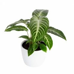 Best Pirce 🧨 Costa Farms Trending Tropicals 6 in. Xanthosoma, Caladium Lindenii Plant in White Pot 🔥
