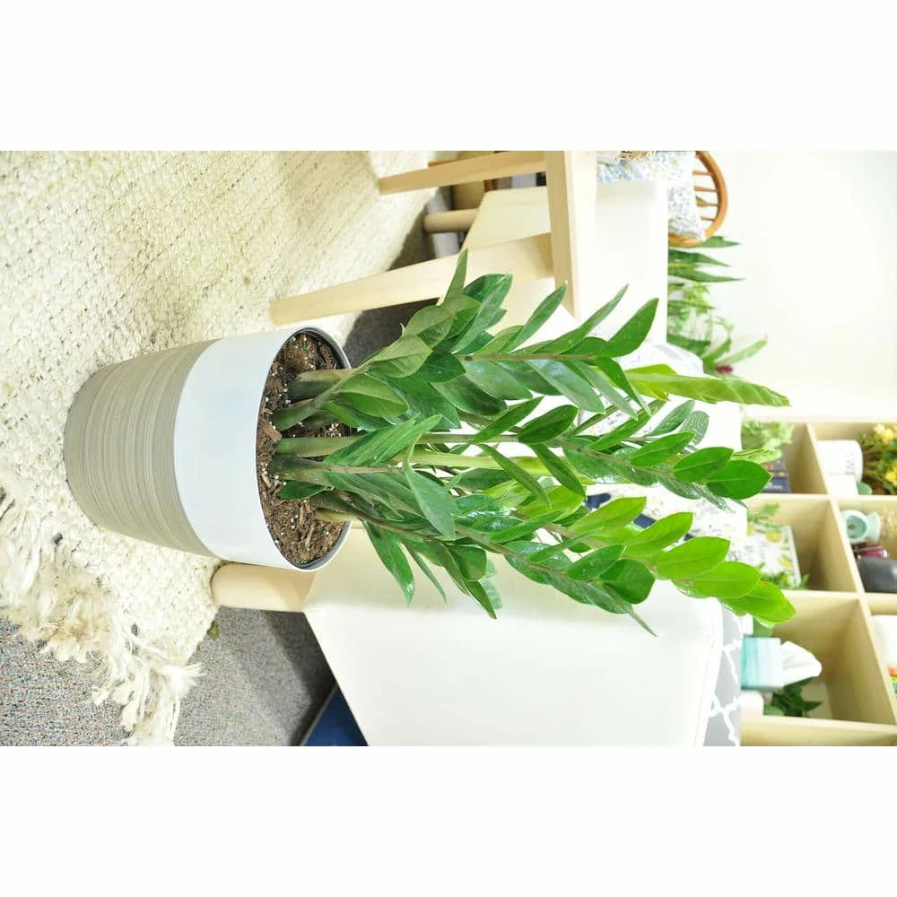 Hot Sale 💯 Costa Farms 10 in. ZZ in White Paradise Planter 🥰 - Image 4