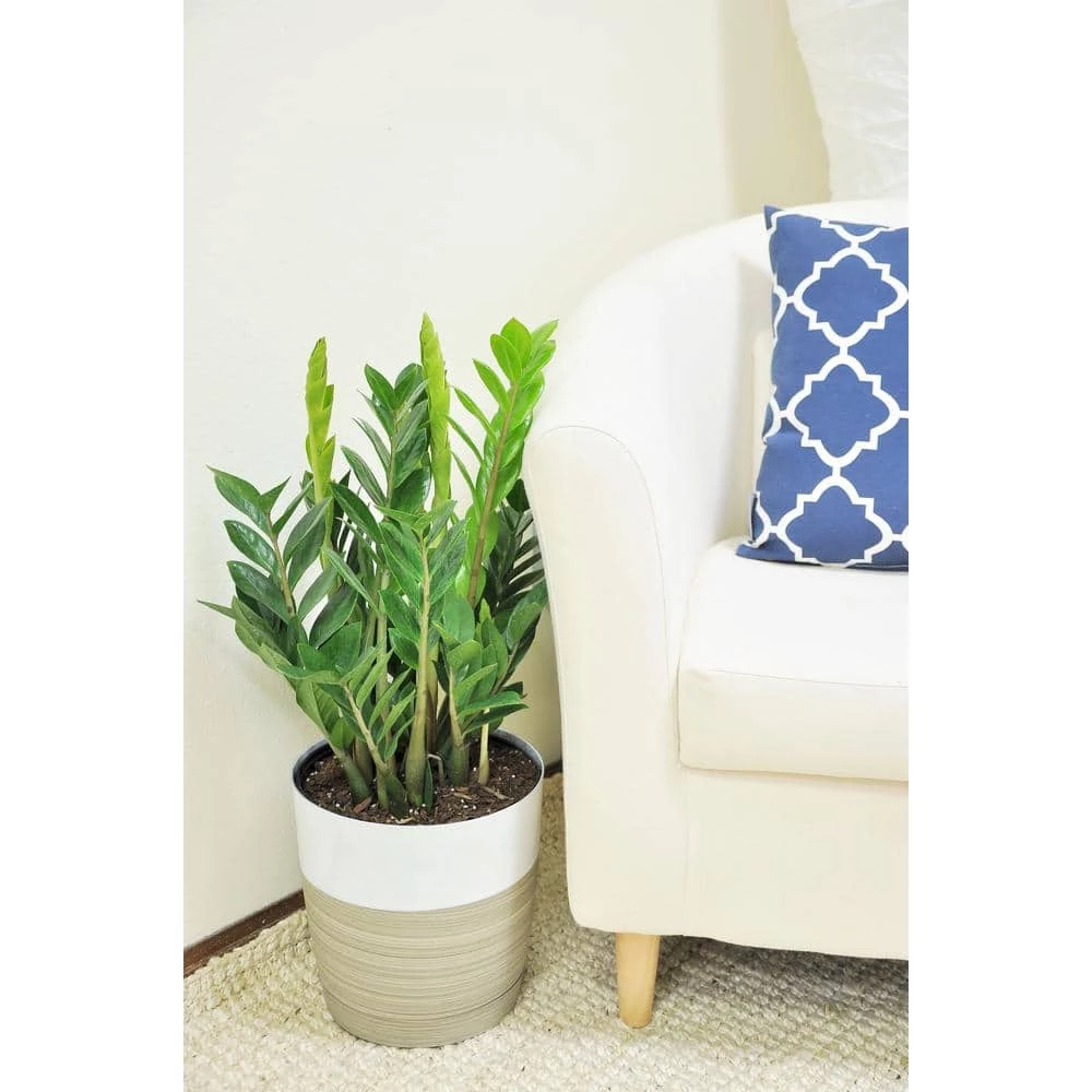 Hot Sale 💯 Costa Farms 10 in. ZZ in White Paradise Planter 🥰 - Image 2