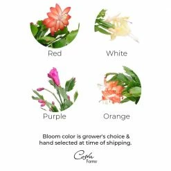 Discount ⭐ Costa Farms 🎄 Christmas Cactus Plant in 4in. Gold Pot Cover, 2-Pack 🌟