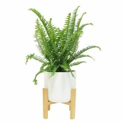 Best Pirce 😉 Costa Farms Grower' Choice Fern Plant in 6in. White Mid Century Pot and Stand 🤩