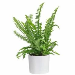 Best reviews of ✨ Costa Farms Grower's Choice Fern Plant in 6 in. White Cylinder Pot 🧨