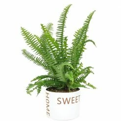 Cheap 🔥 Costa Farms Grower's Choice Fern Plant 6 in. Home Sweet Home Ceramic 🎉