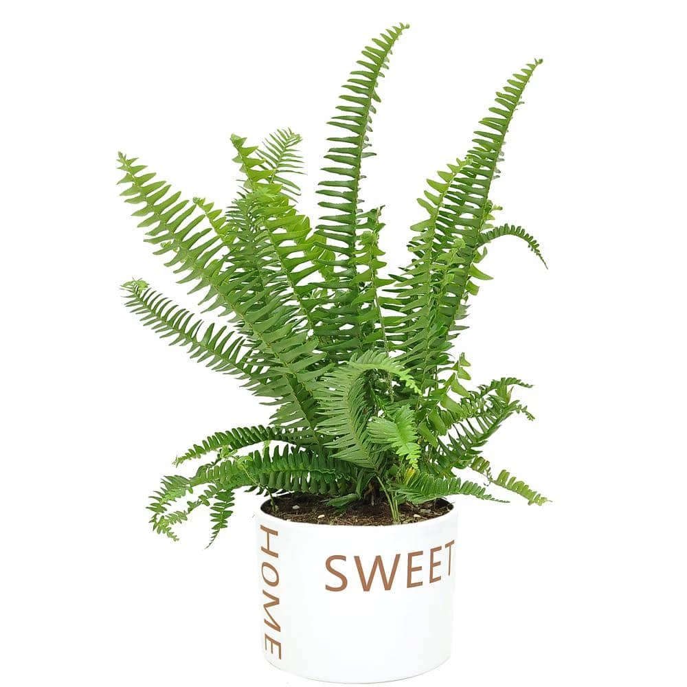 Cheap 🔥 Costa Farms Grower's Choice Fern Plant 6 in. Home Sweet Home Ceramic 🎉
